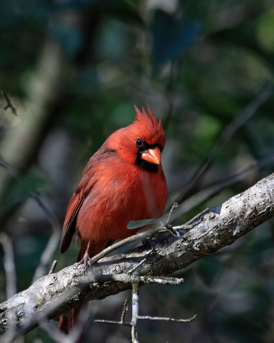 Cardinal rouge - ML615011360