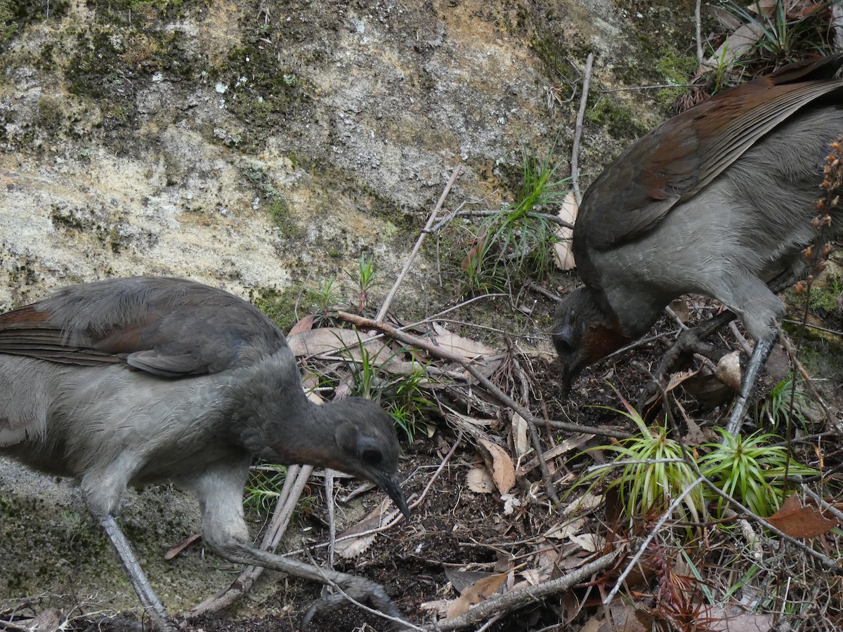 Superb Lyrebird - ML615011464