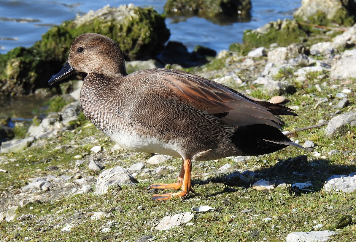 Gadwall - ML615011526