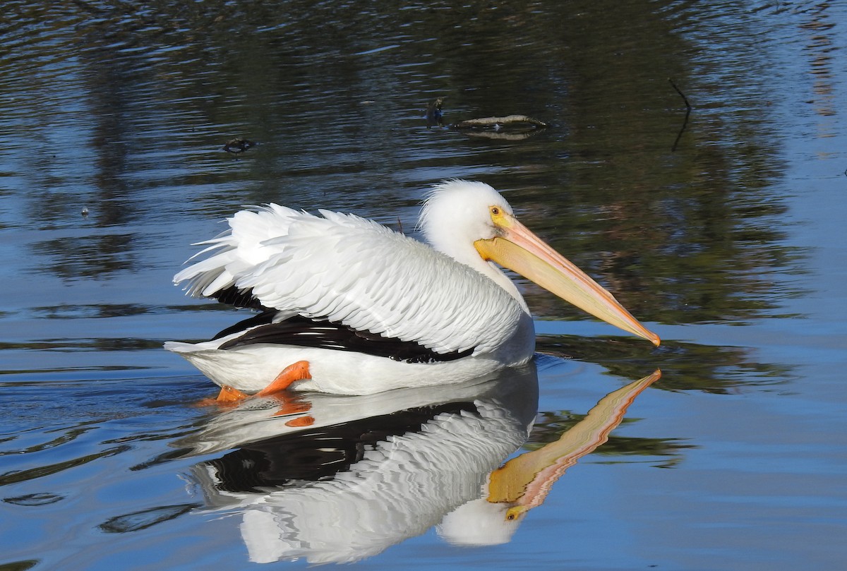 pelikán severoamerický - ML615011565