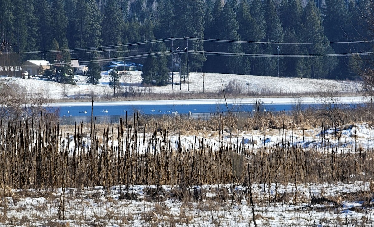 Tundra Swan - ML615011608