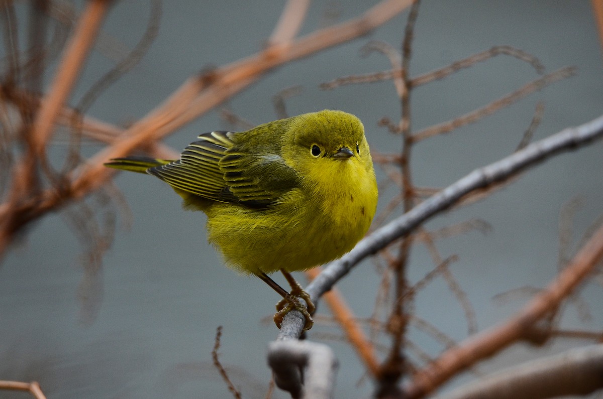 Yellow Warbler - Roman Yaremchuk