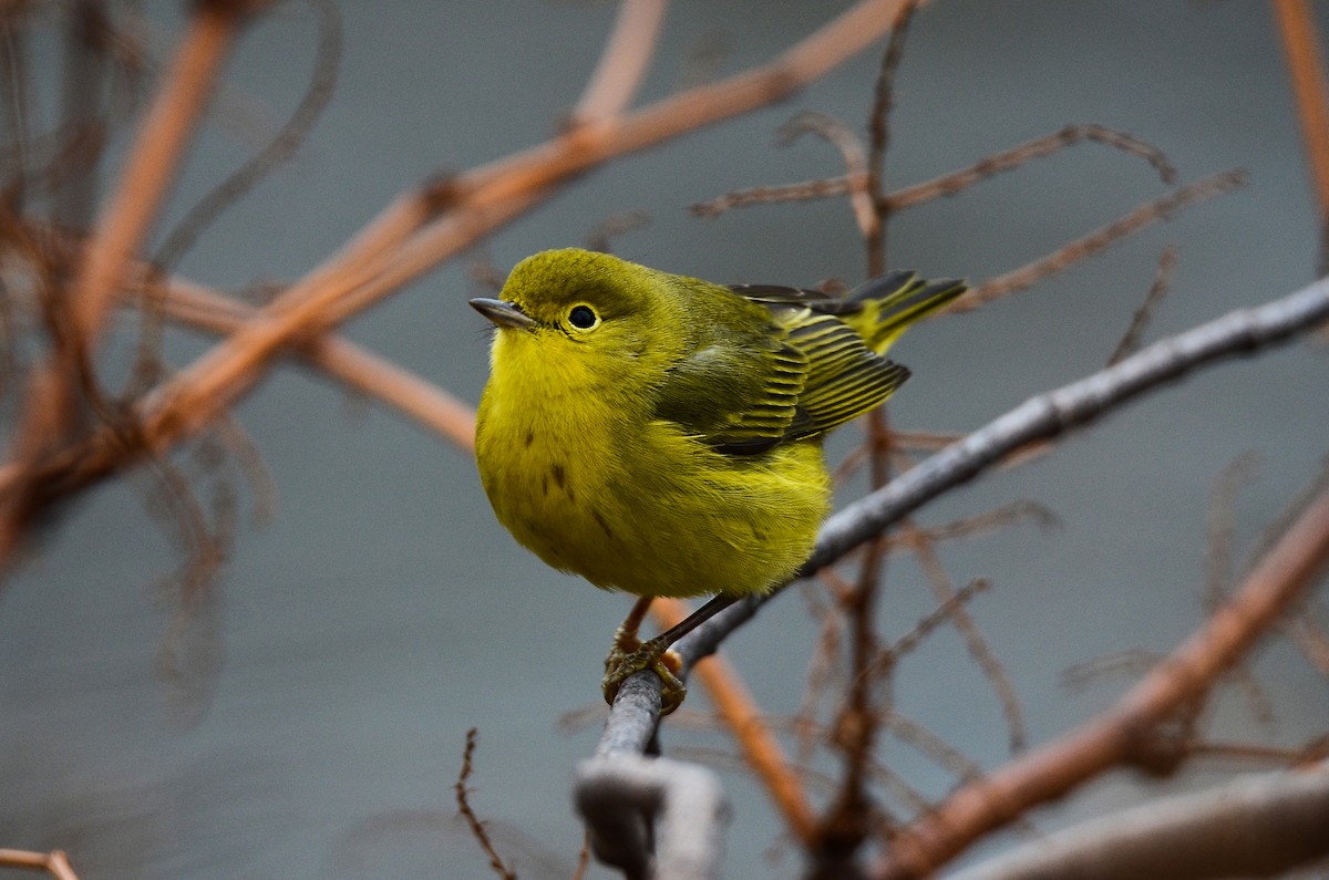 Yellow Warbler - Roman Yaremchuk