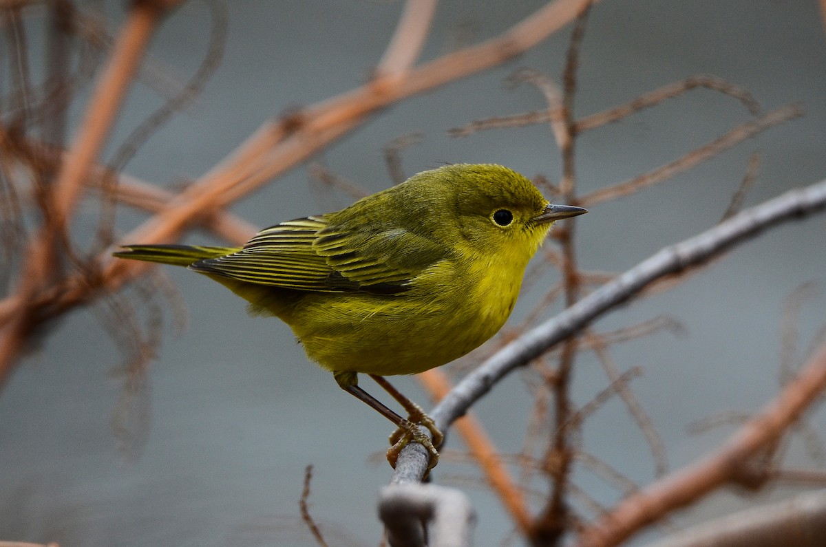 Yellow Warbler - Roman Yaremchuk