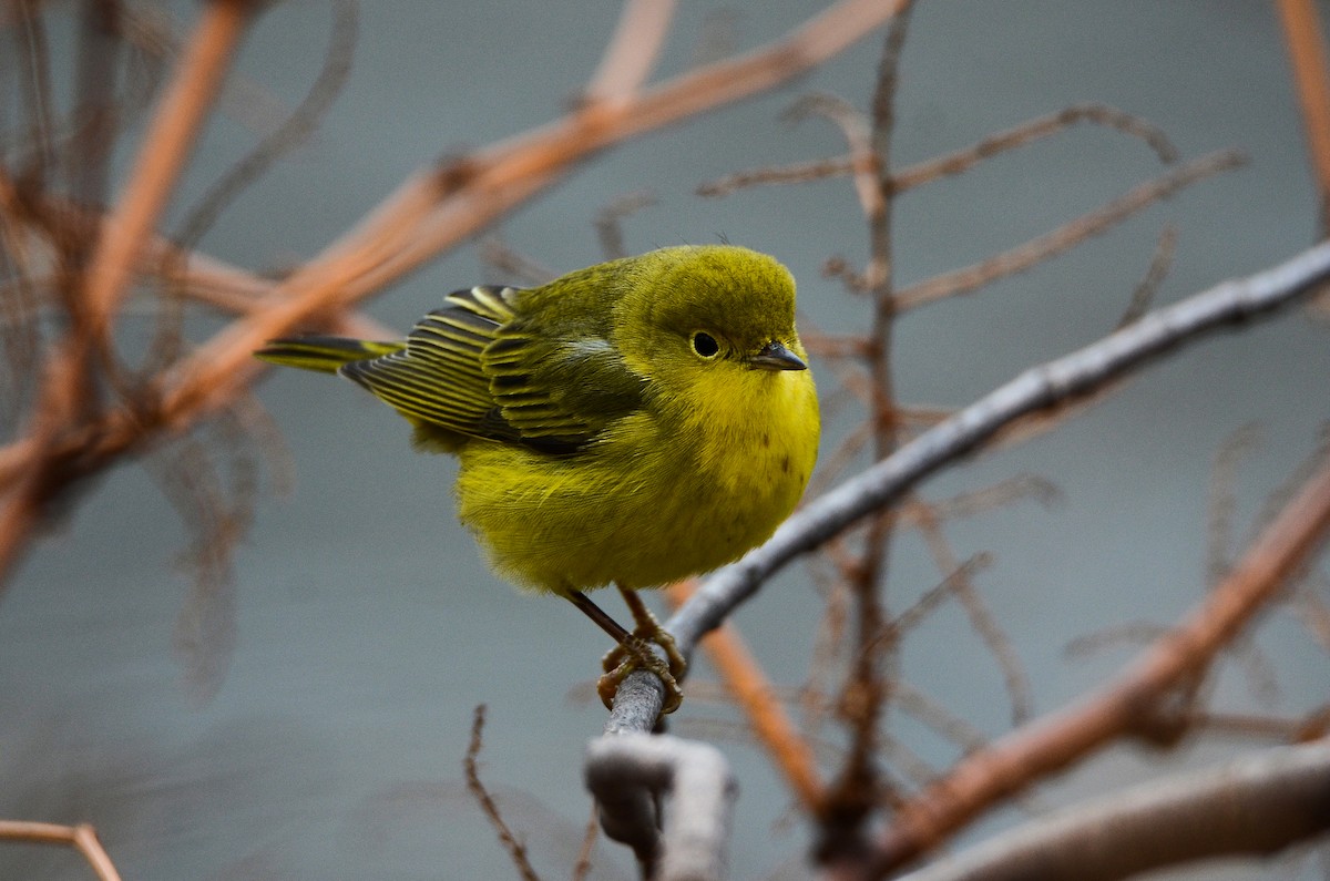 Yellow Warbler - Roman Yaremchuk