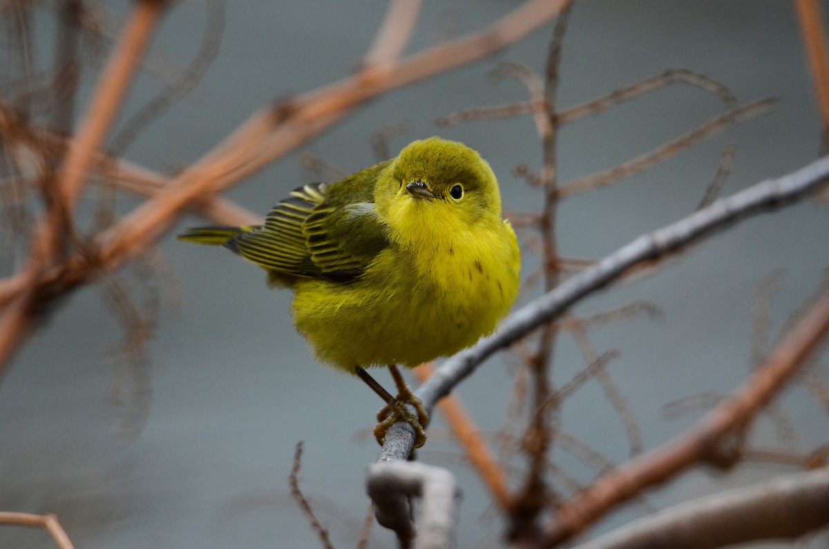 Yellow Warbler - Roman Yaremchuk