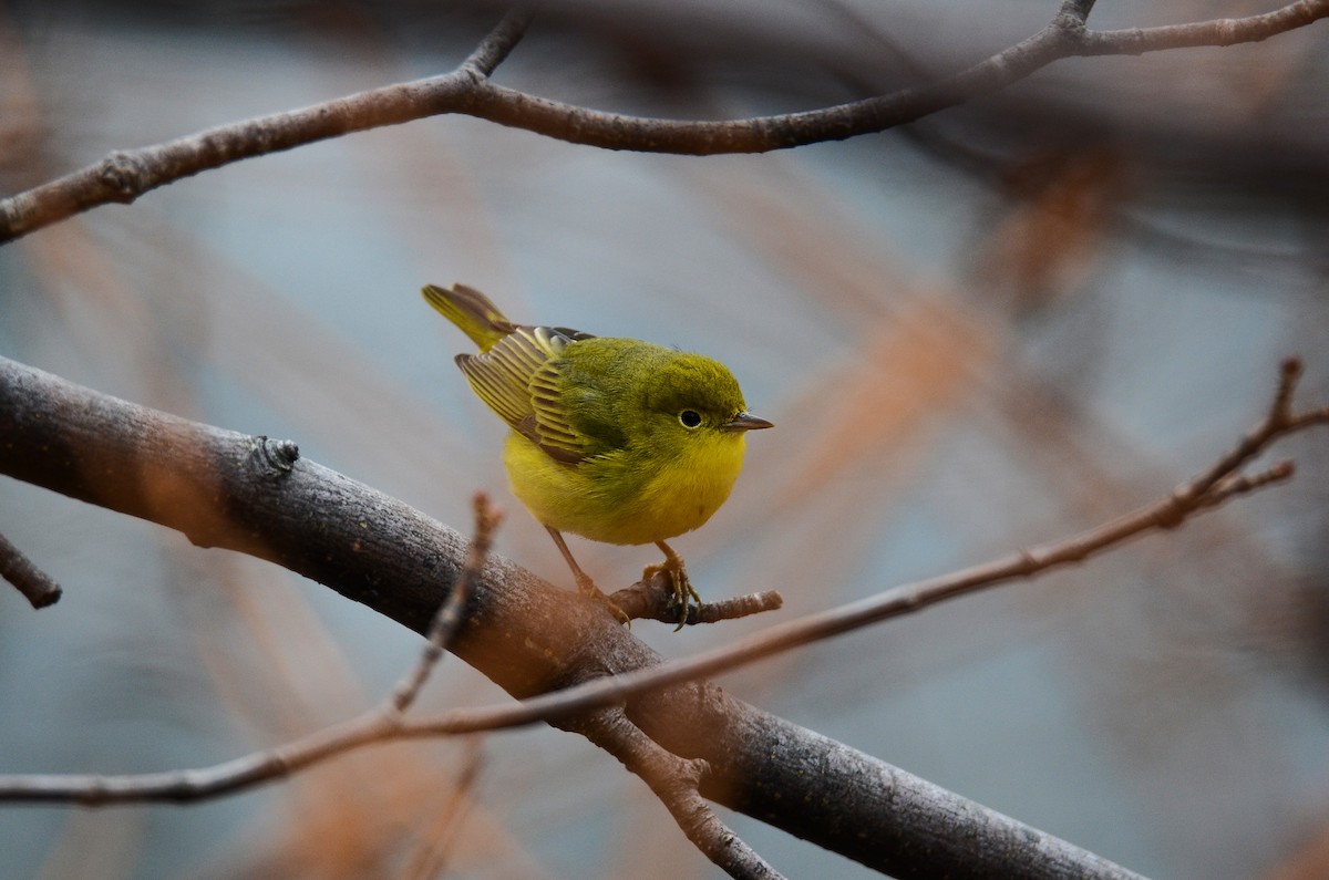 Yellow Warbler - Roman Yaremchuk