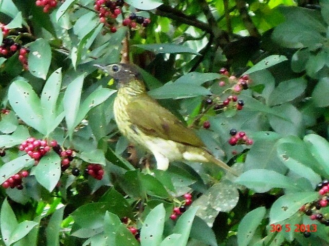 Bare-throated Bellbird - ML615011671