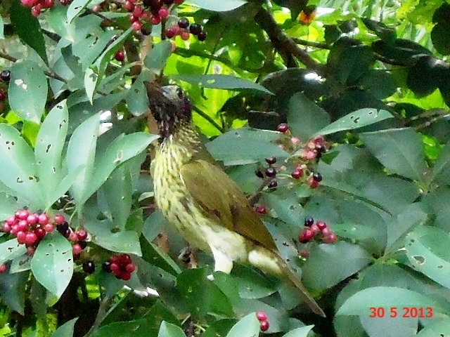 Bare-throated Bellbird - Gabriel Bonfa