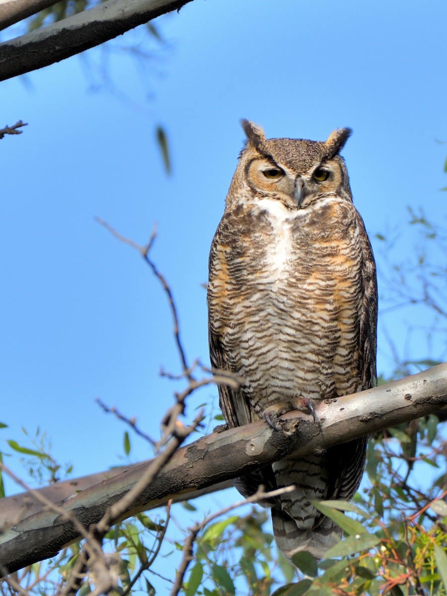 Great Horned Owl - ML615011708