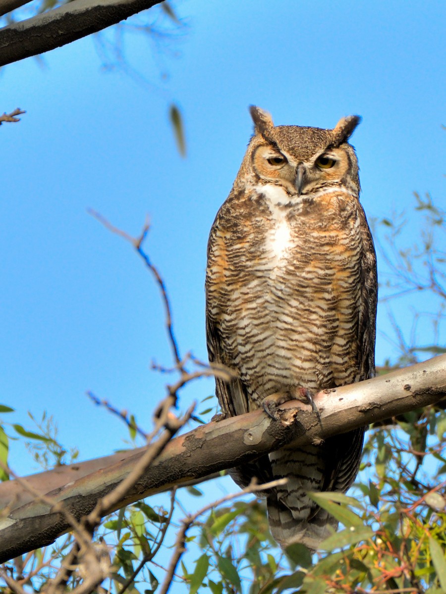 Great Horned Owl - ML615011723