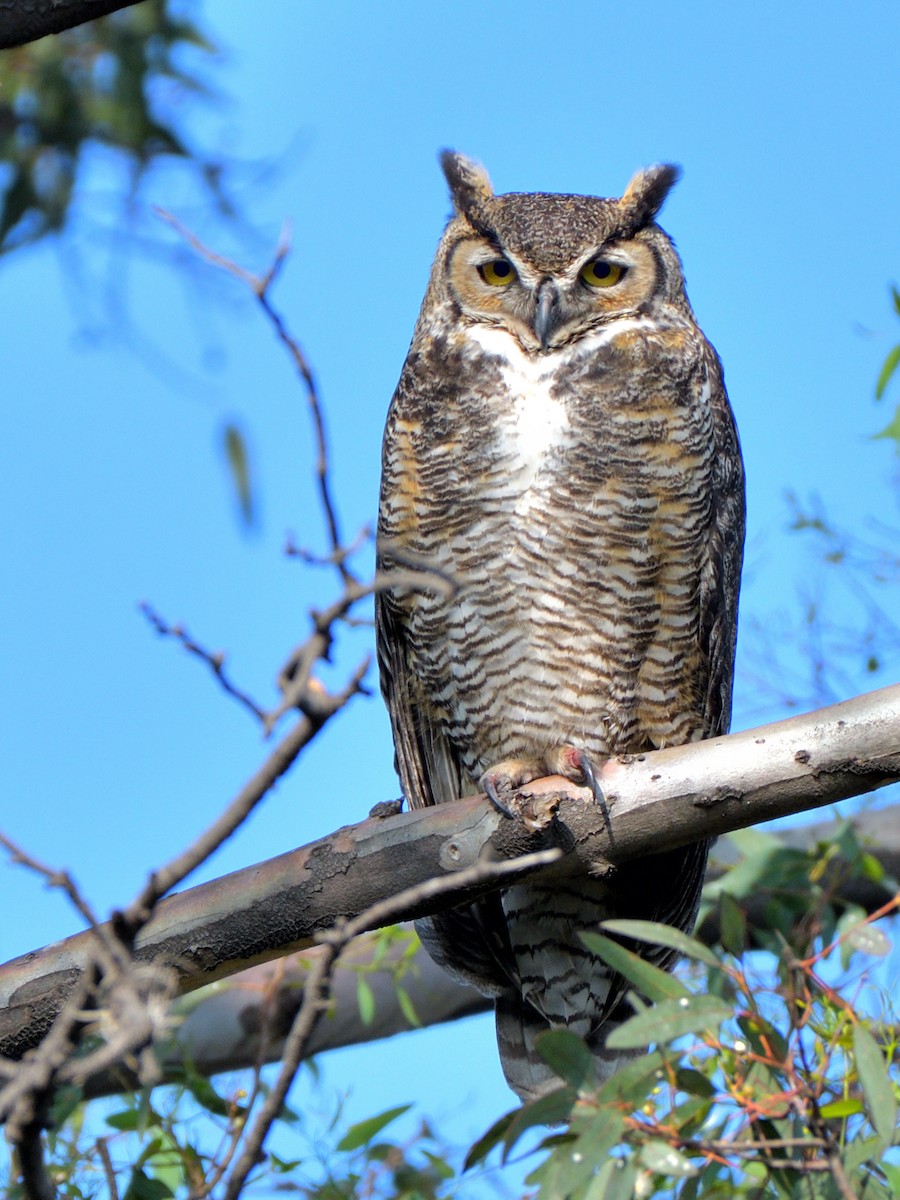 Great Horned Owl - ML615011724