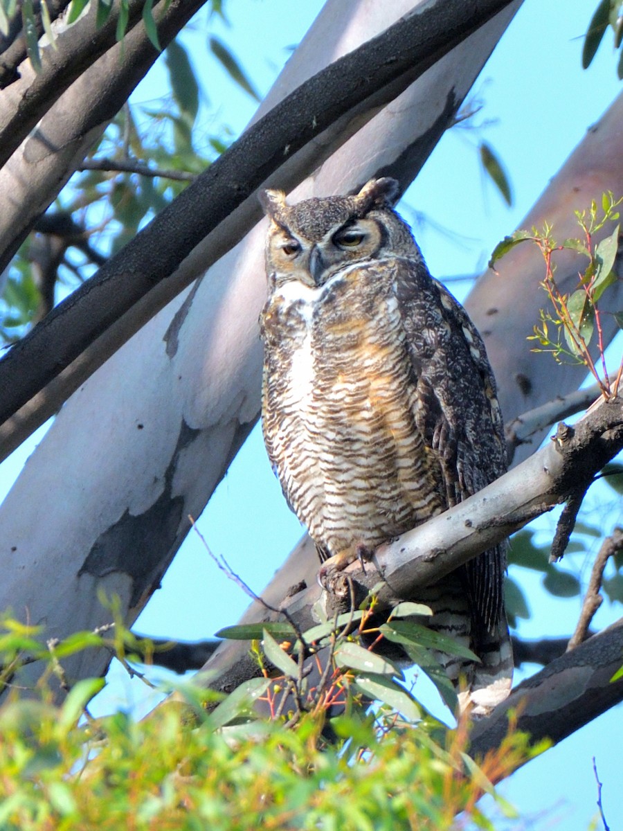 Great Horned Owl - ML615011736