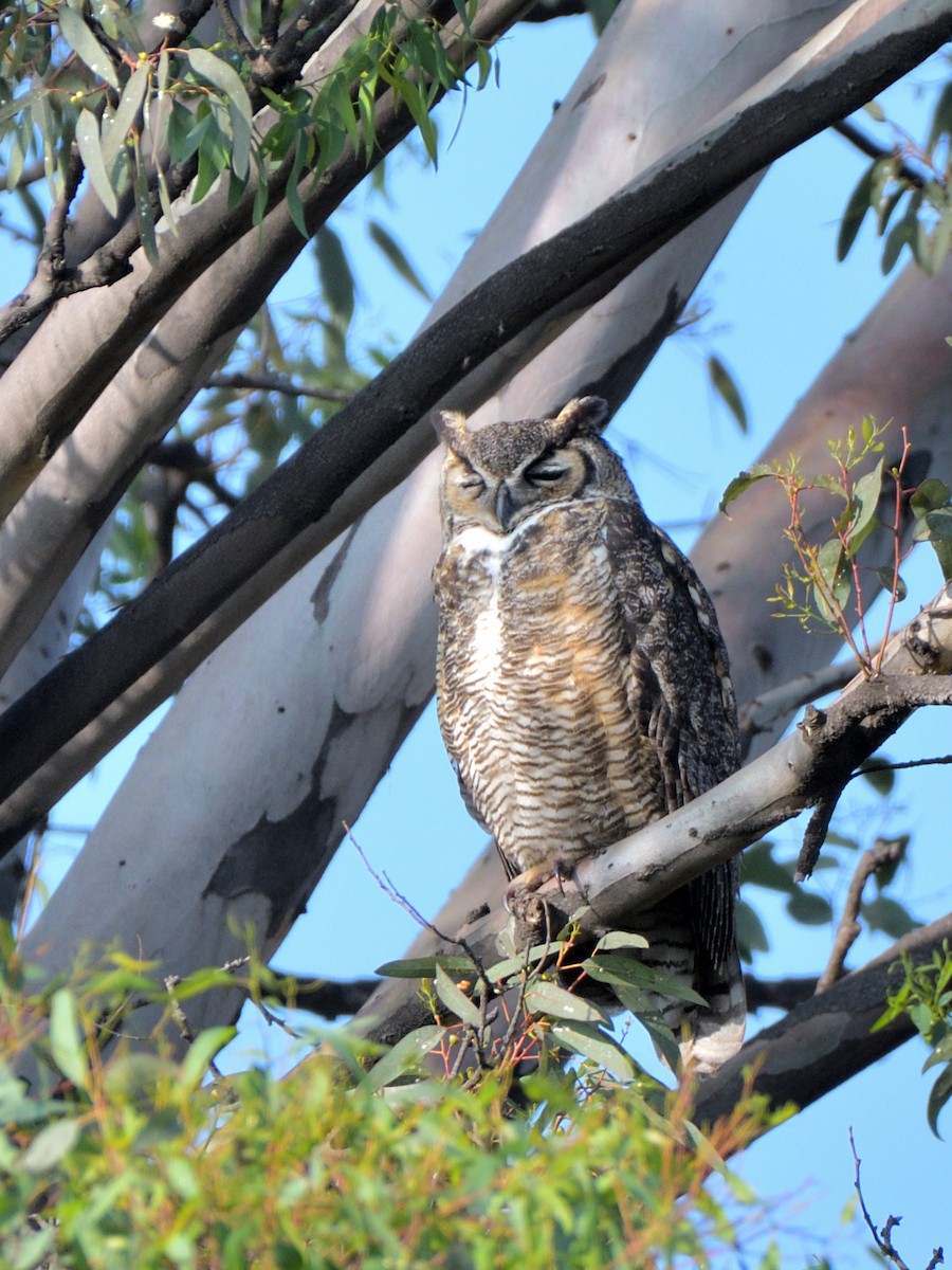 Great Horned Owl - ML615011744