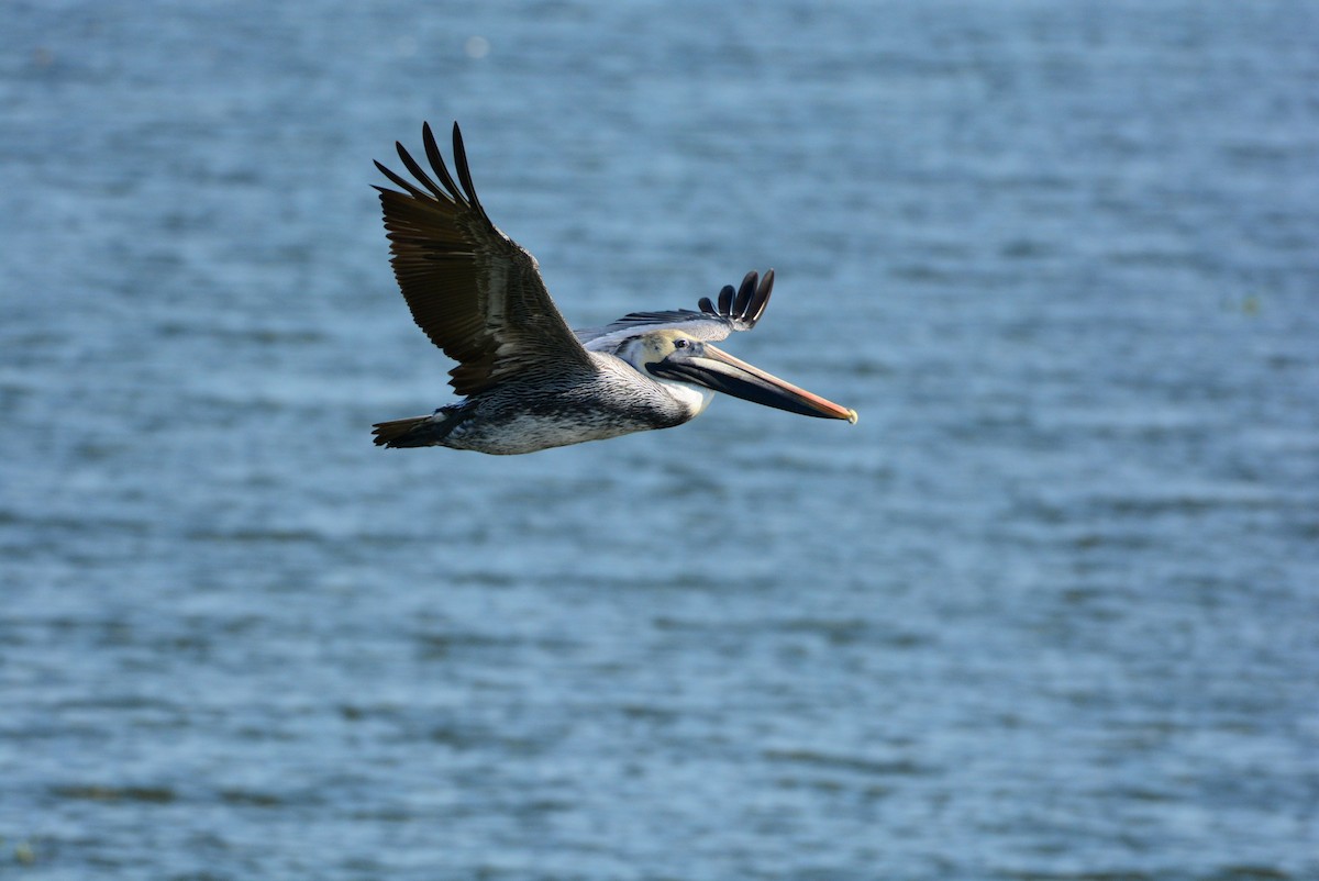 Brown Pelican - ML615011749