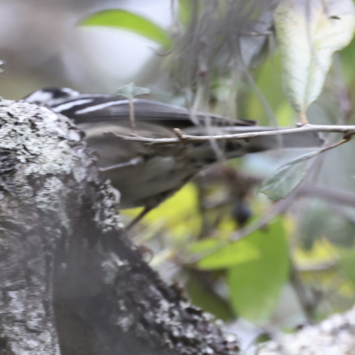 Black-and-white Warbler - Glenn and Ellen Peterson