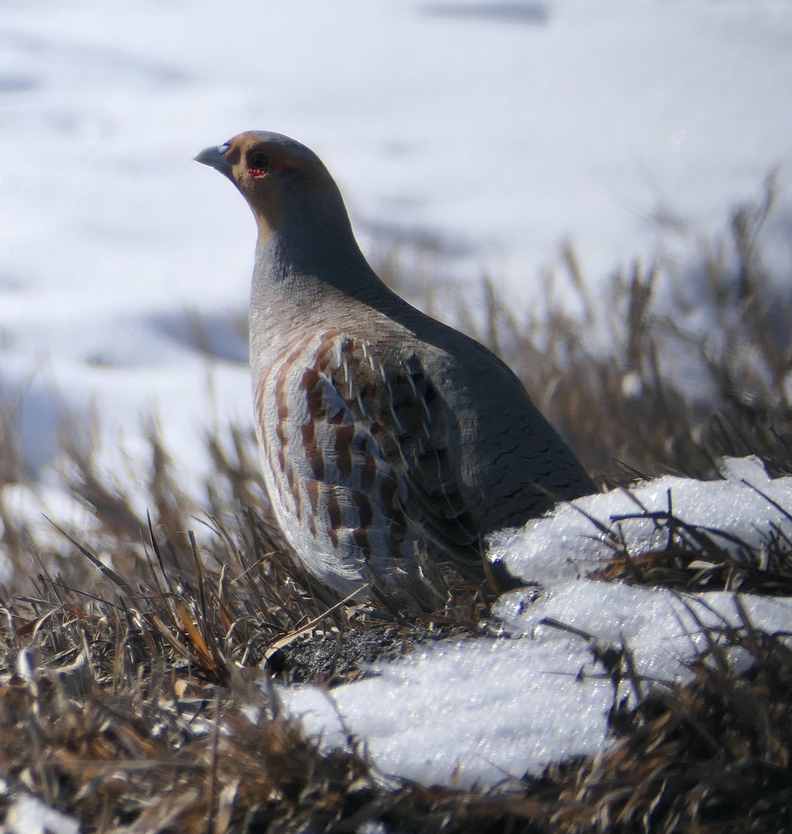 Gray Partridge - ML615011781