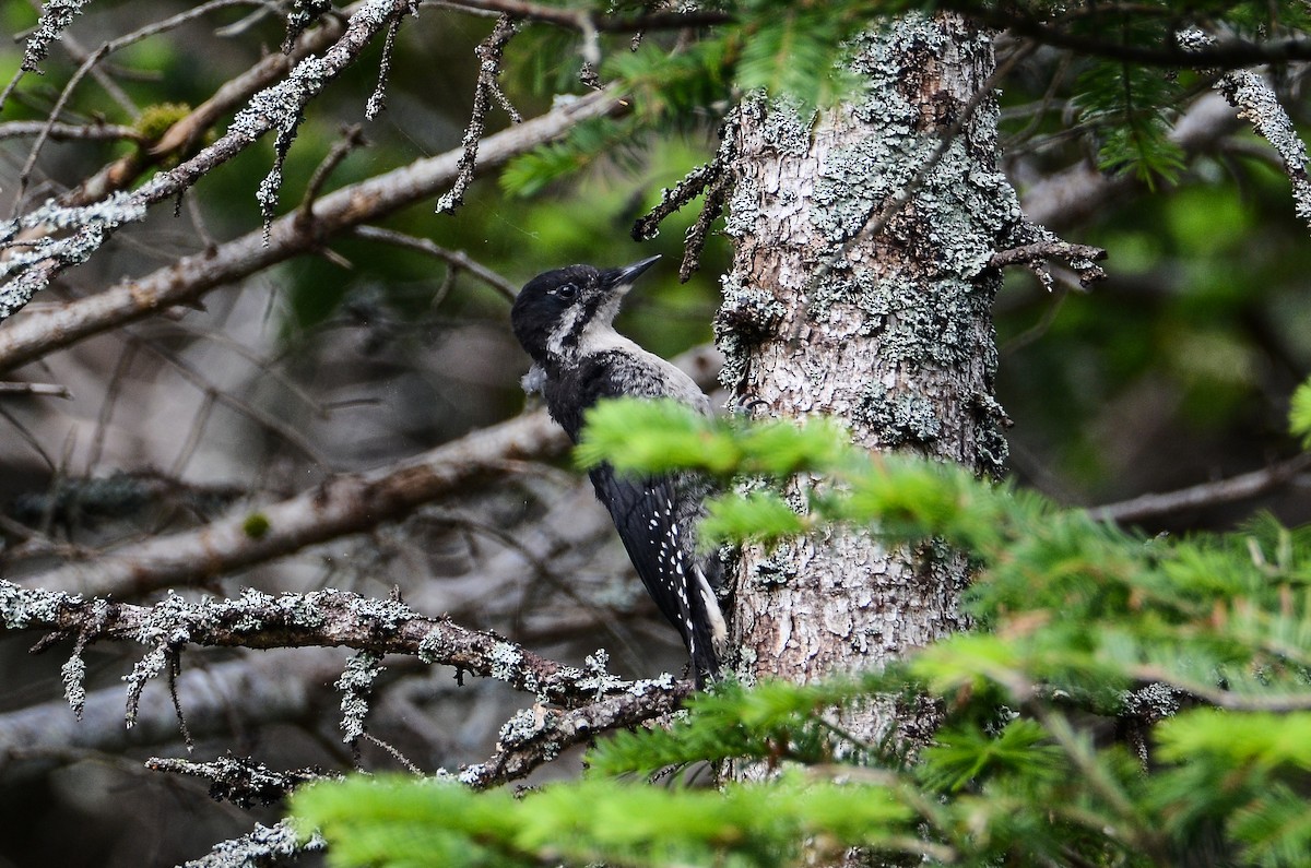 Black-backed Woodpecker - ML615011808