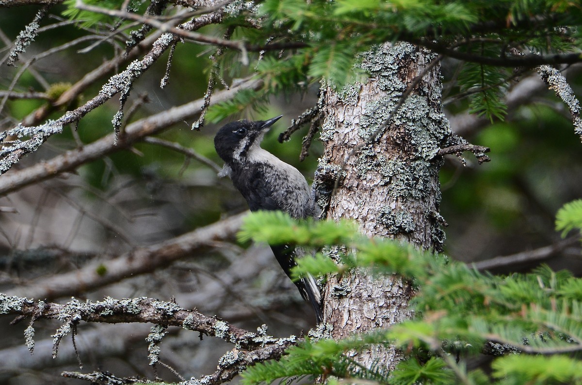 Black-backed Woodpecker - ML615011809
