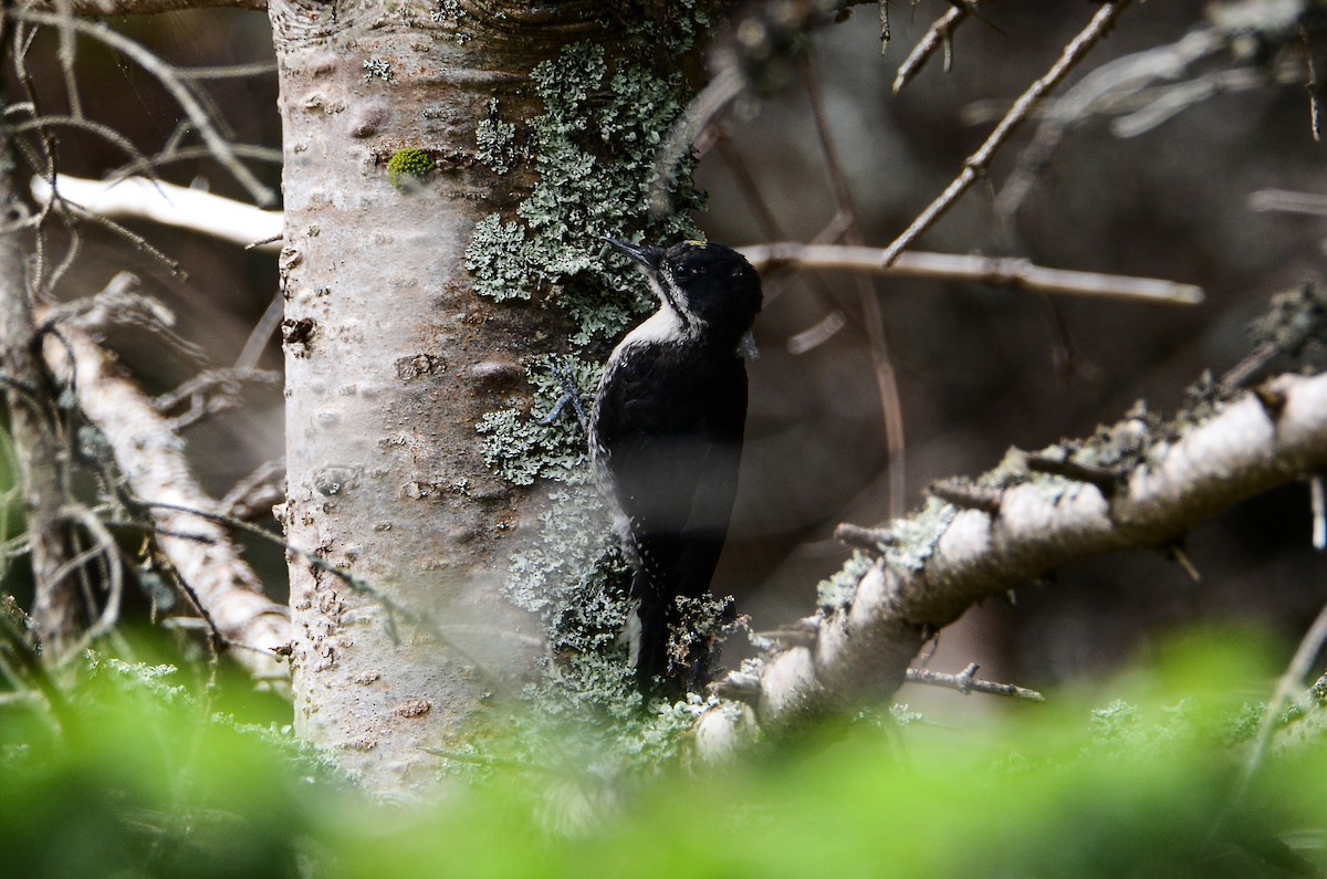 Black-backed Woodpecker - ML615011813