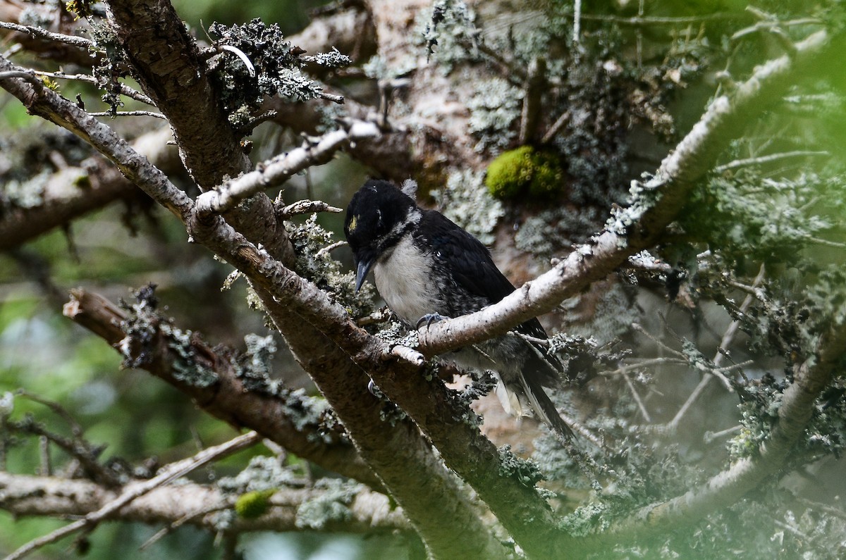 Black-backed Woodpecker - ML615011814
