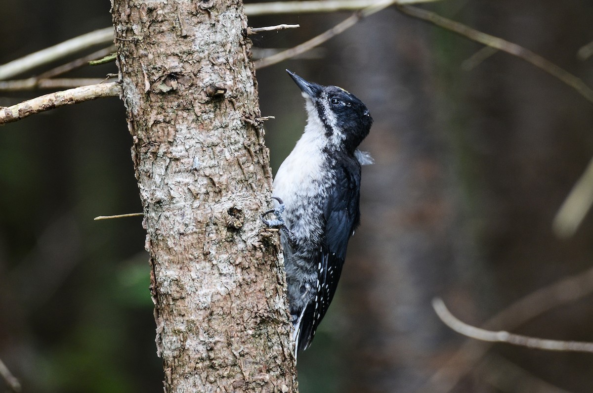 Black-backed Woodpecker - ML615011815