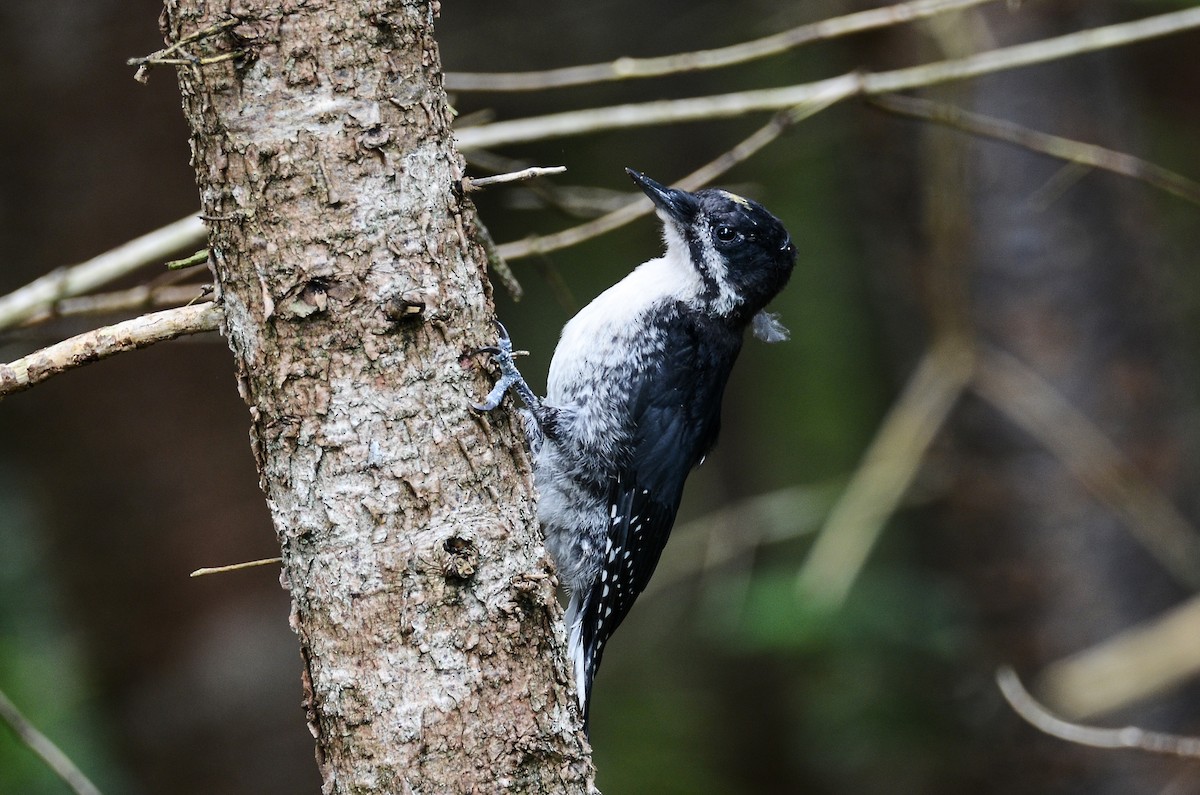 Black-backed Woodpecker - ML615011816