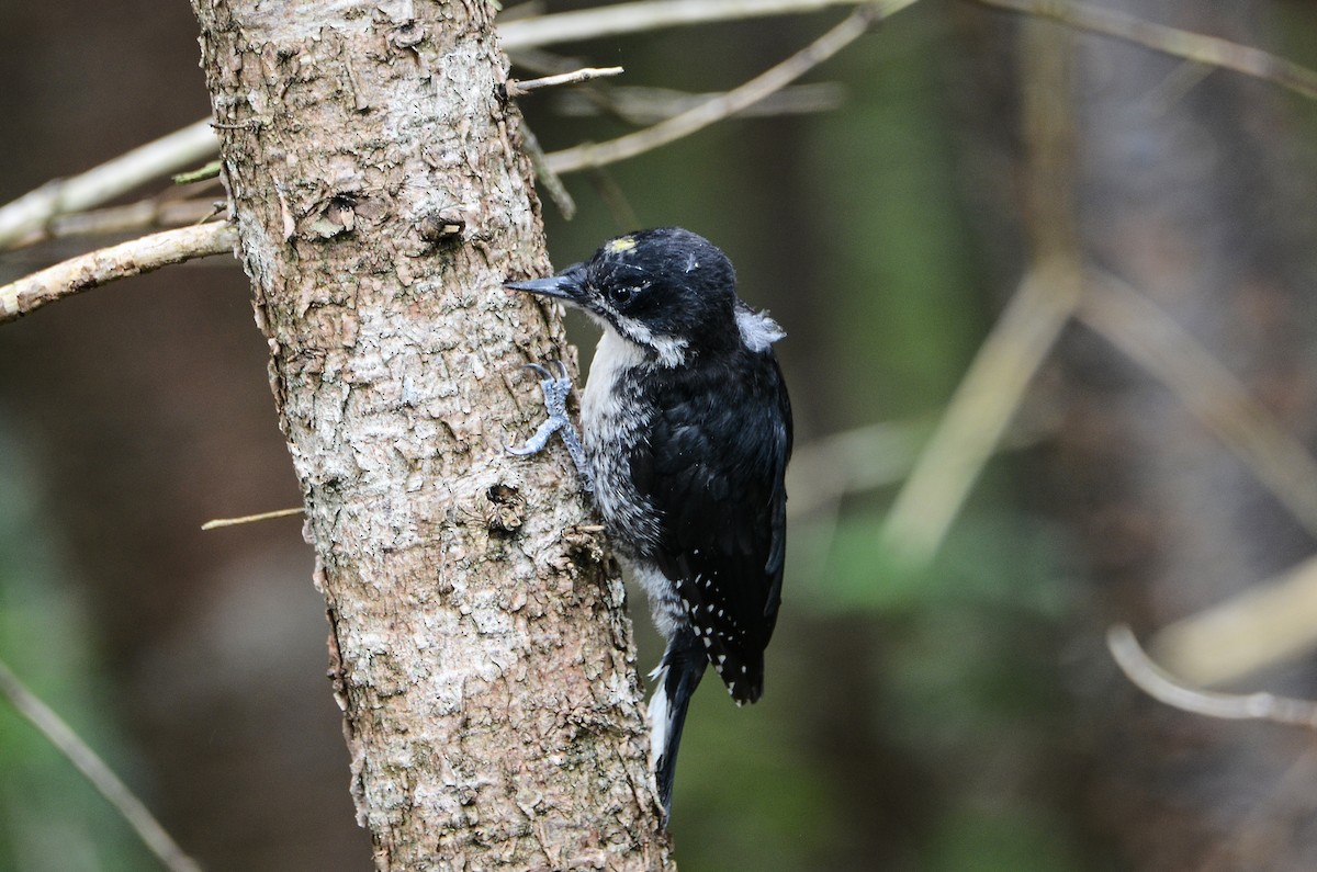 Black-backed Woodpecker - ML615011818