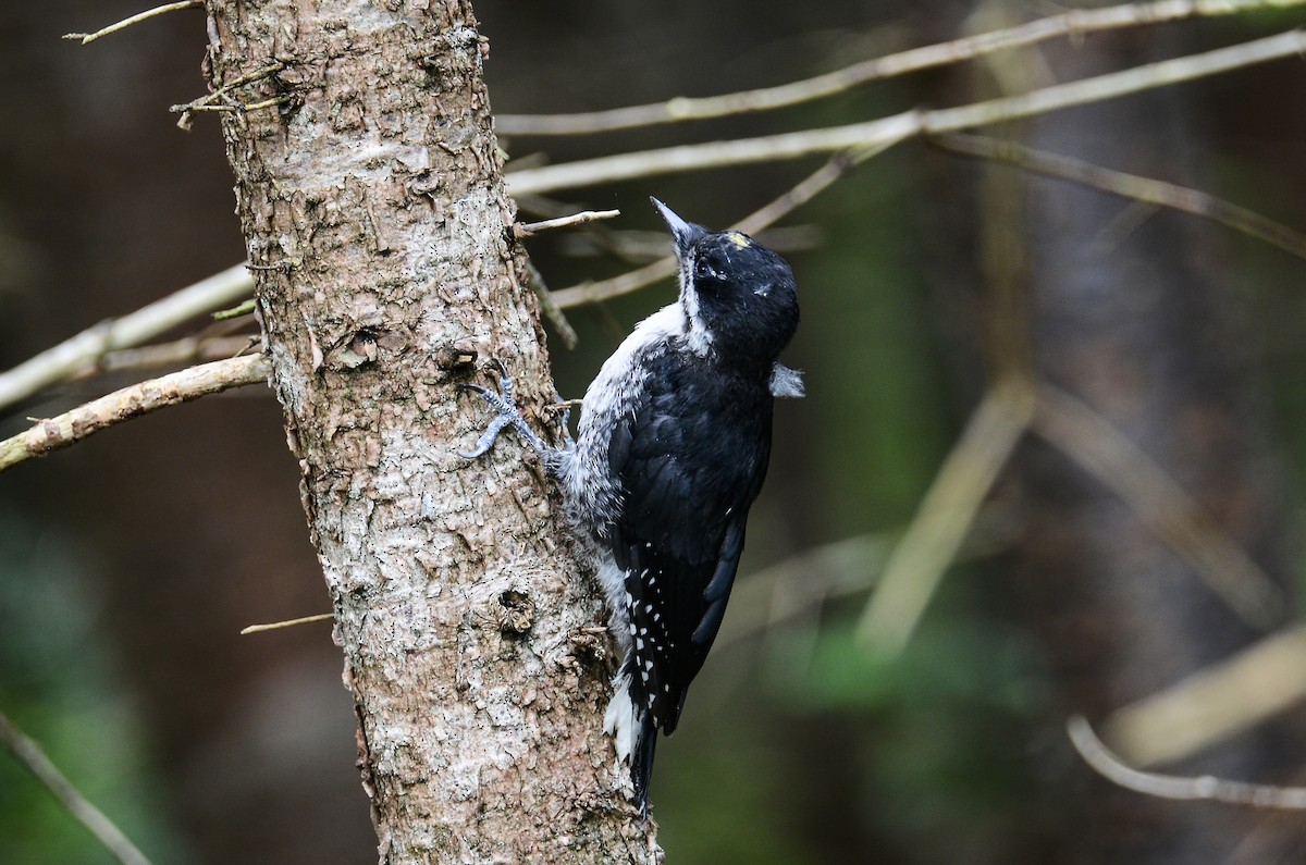 Black-backed Woodpecker - ML615011819