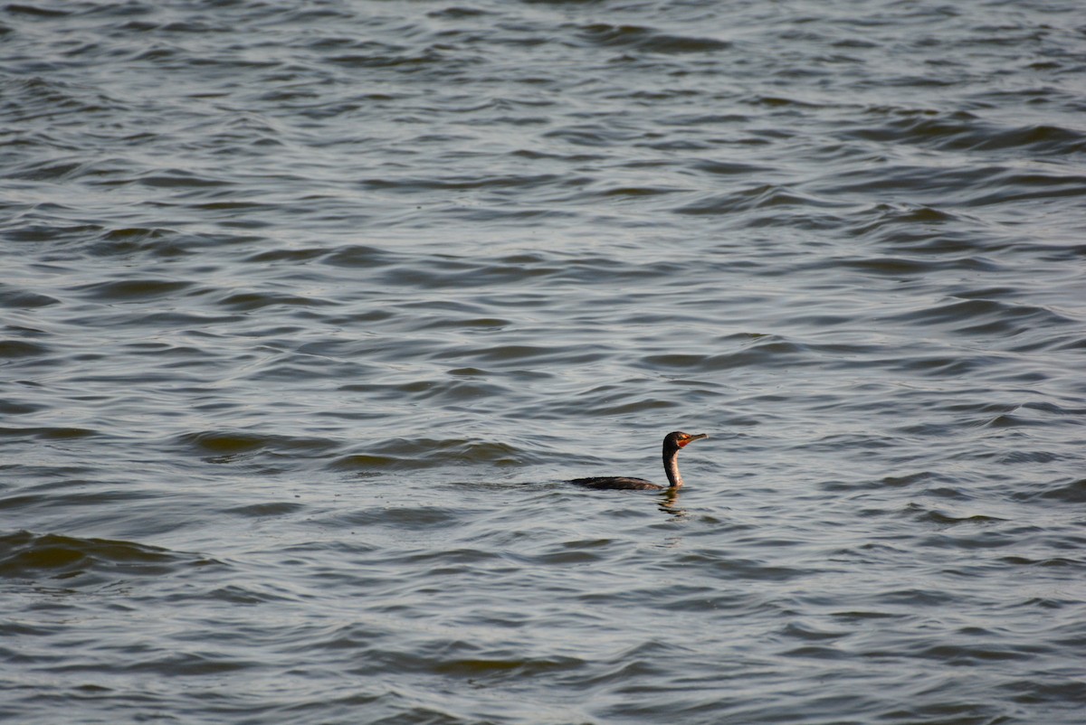 Neotropic Cormorant - José Alberto Pérez Hechavarría