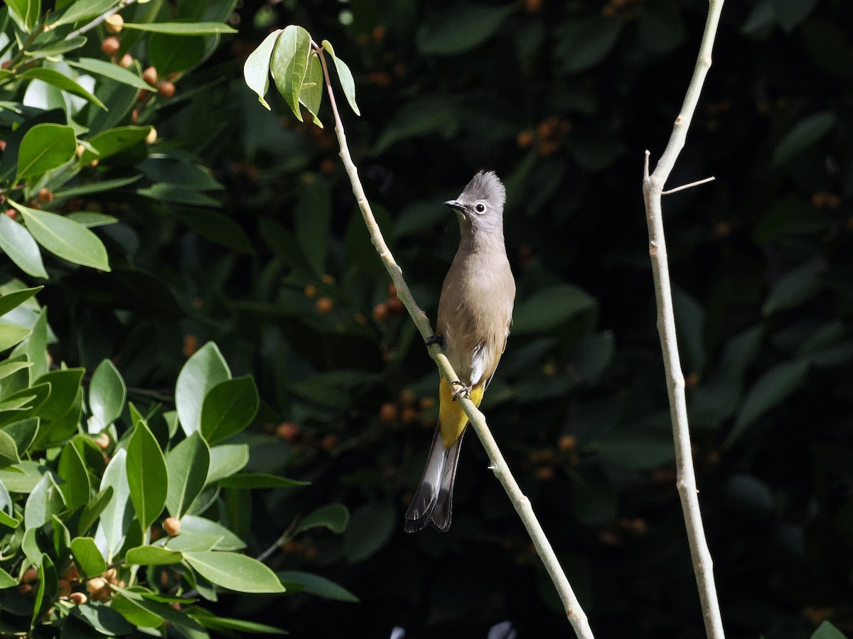 Gray Silky-flycatcher - Gabriel Willow