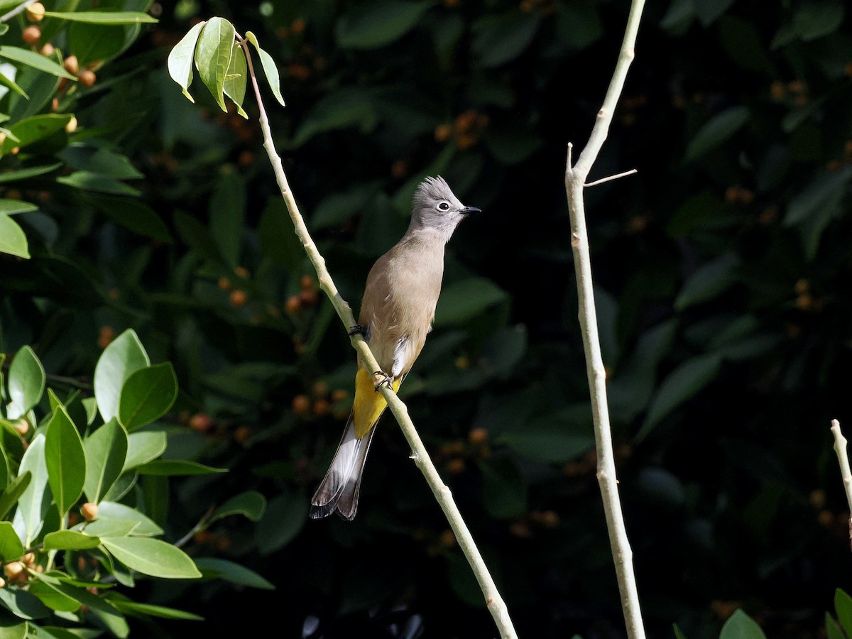 Gray Silky-flycatcher - ML615011836