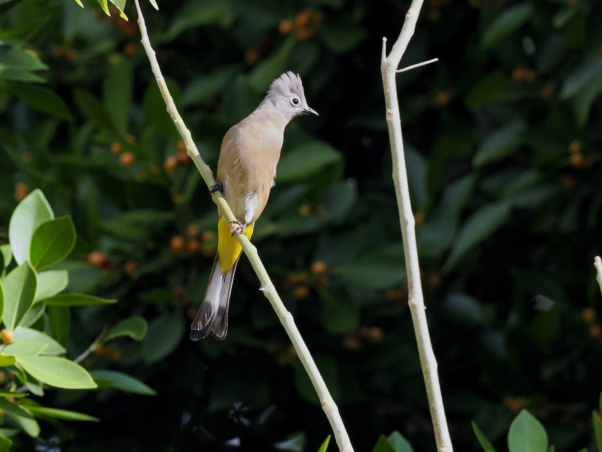 Gray Silky-flycatcher - ML615011837