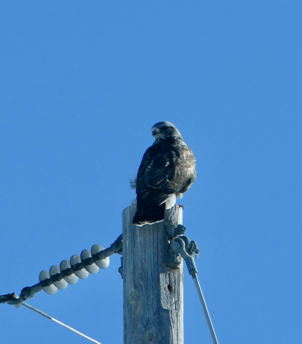 Rough-legged Hawk - ML615011860