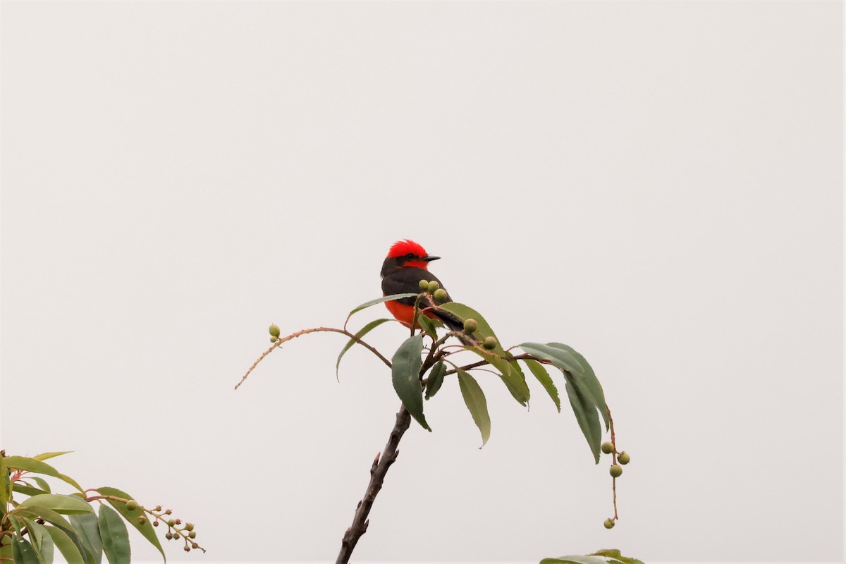 Vermilion Flycatcher (obscurus Group) - Russ Namitz