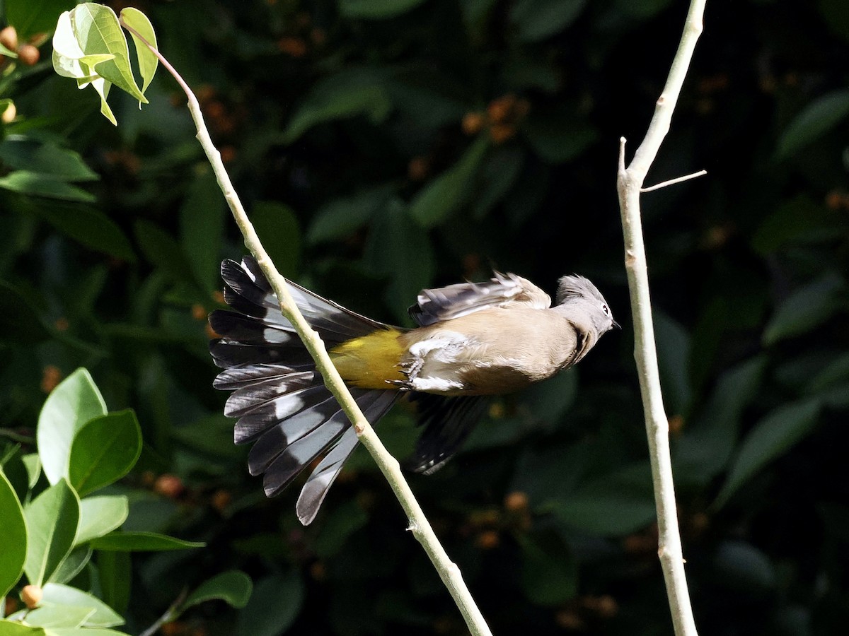 Gray Silky-flycatcher - ML615011870