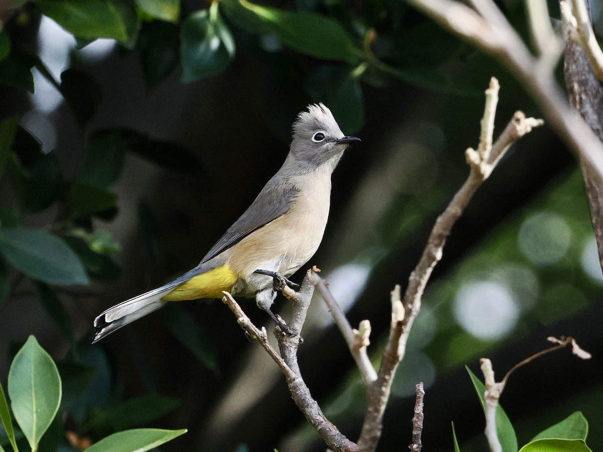 Gray Silky-flycatcher - ML615011935