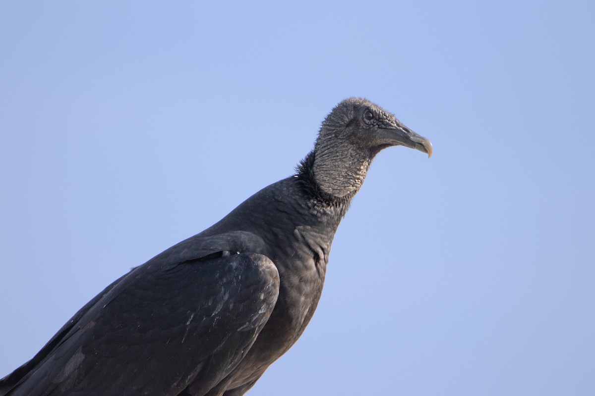 Black Vulture - ML615011959