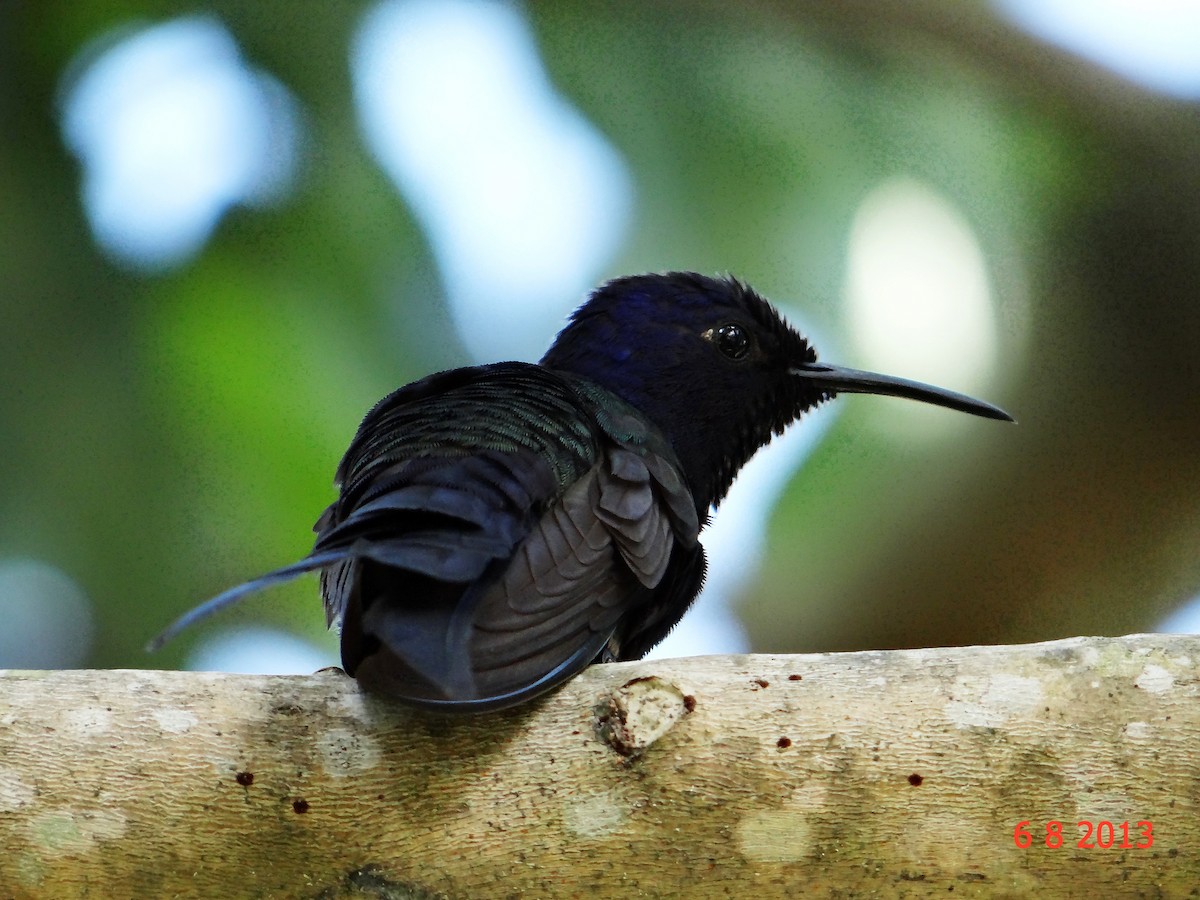 Swallow-tailed Hummingbird - ML615012005