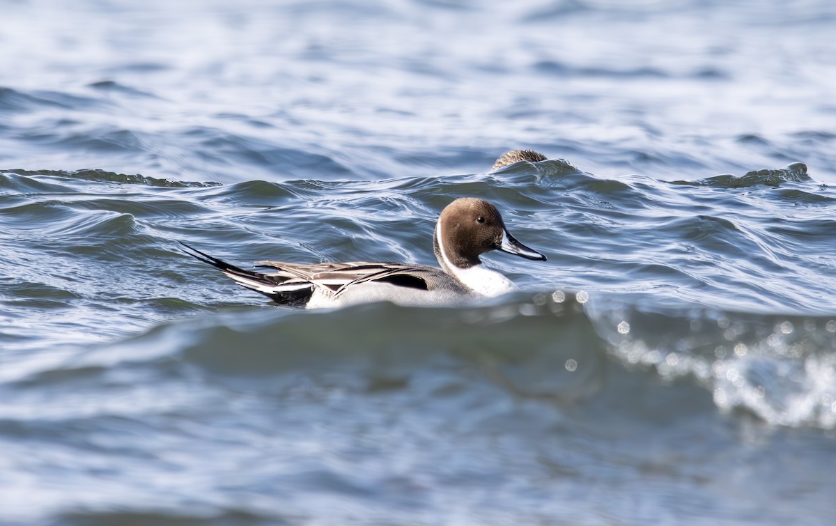 Northern Pintail - John Peckham