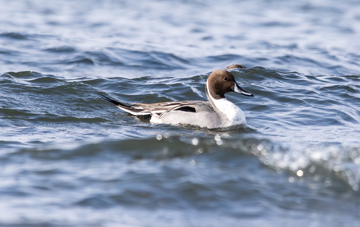 Northern Pintail - John Peckham