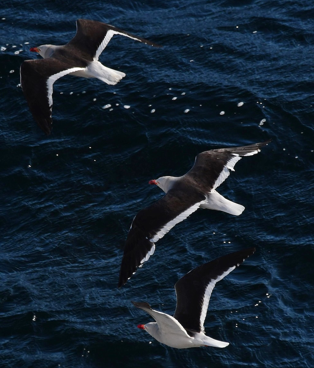 Dolphin Gull - ML615012100