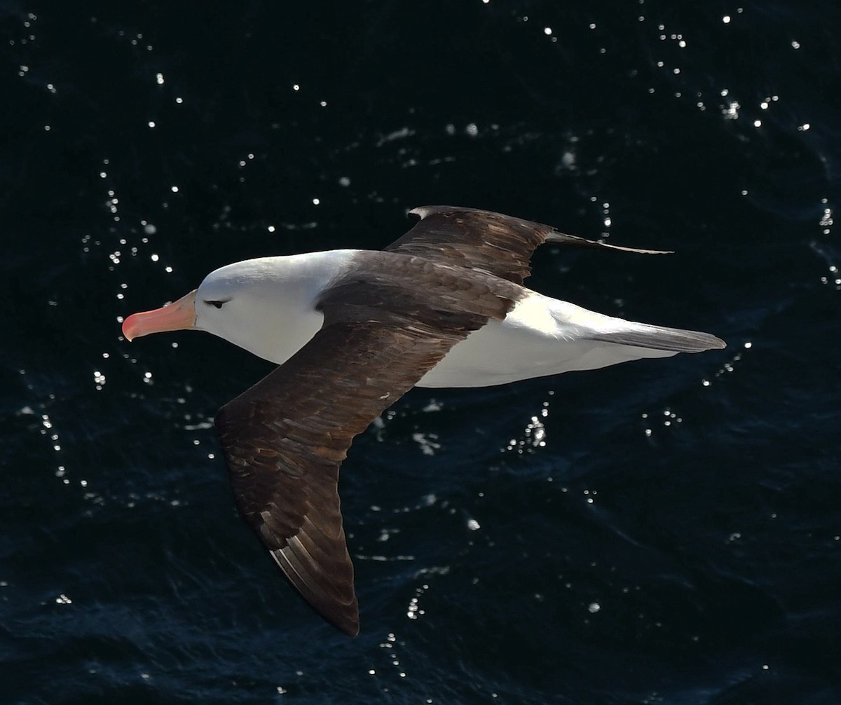 Black-browed Albatross (Black-browed) - ML615012114