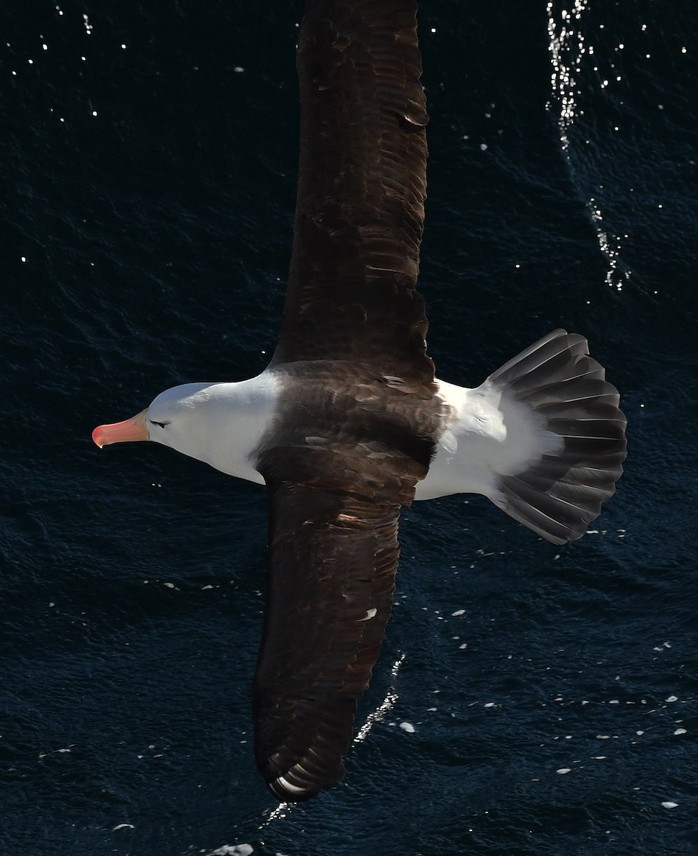 Чернобровый альбатрос (melanophris) - ML615012115