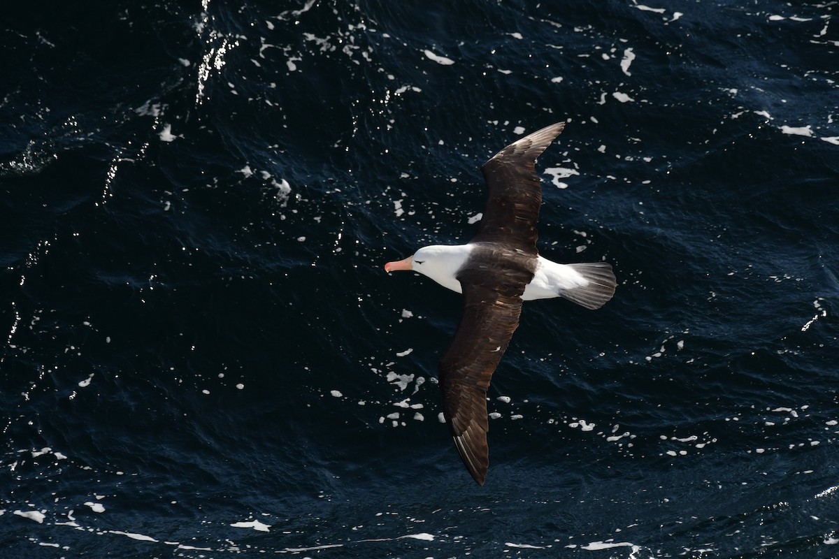Чернобровый альбатрос (melanophris) - ML615012116