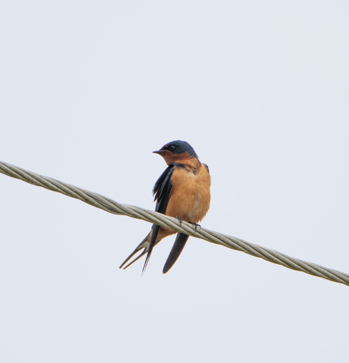 Barn Swallow - ML615012122