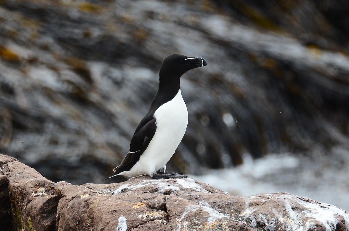 Razorbill - ML615012125