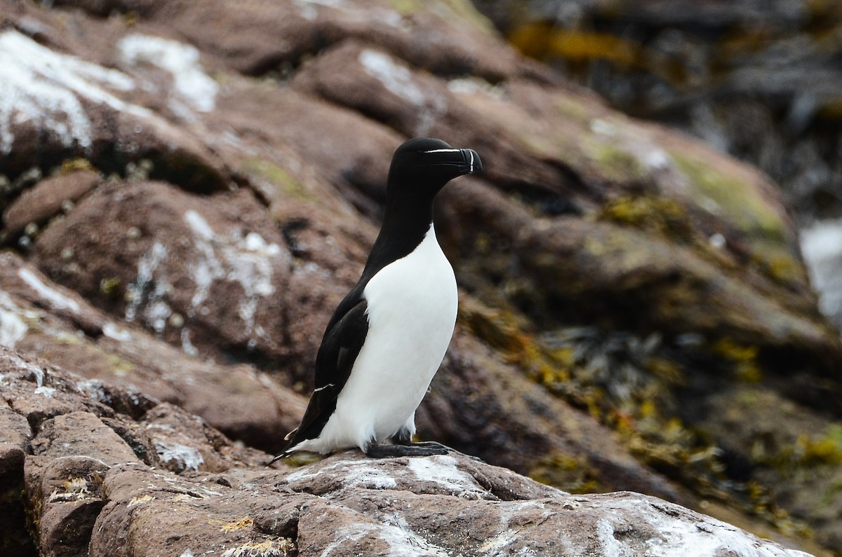 Razorbill - ML615012126