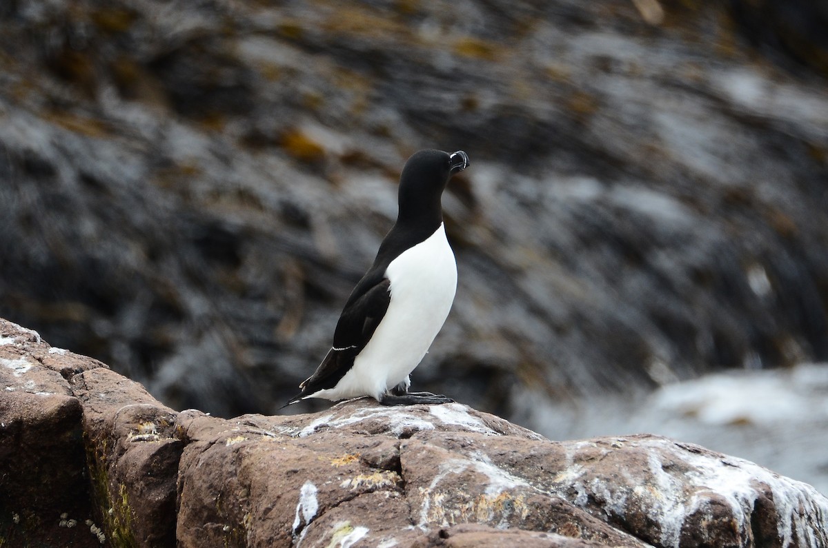 Razorbill - ML615012127