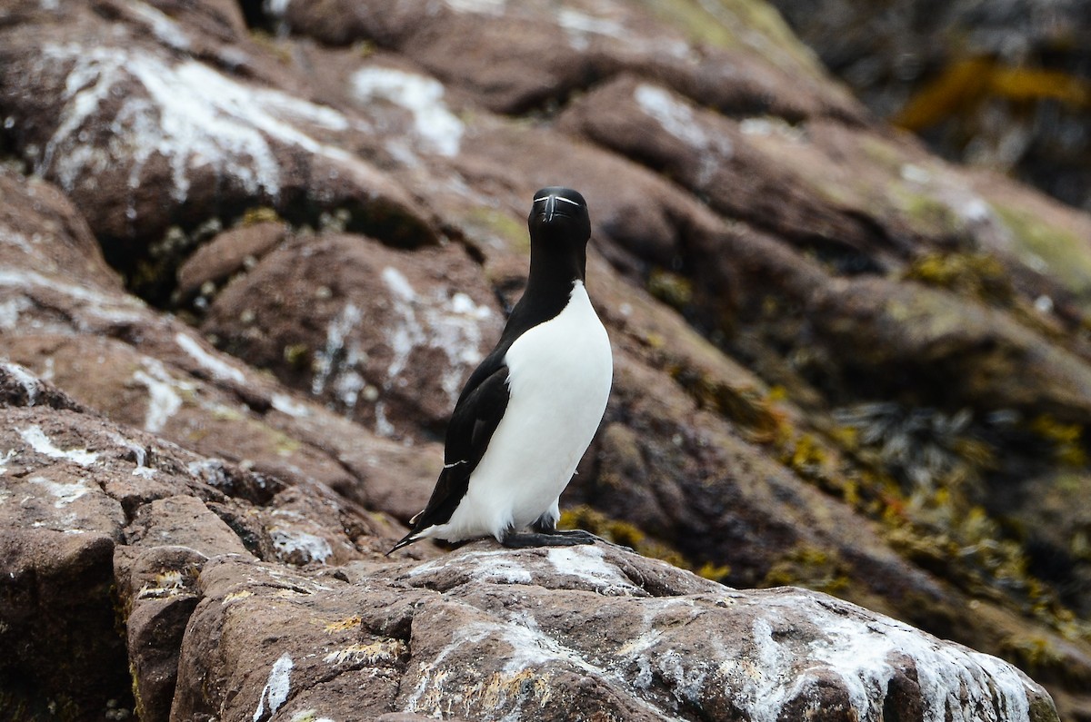 Razorbill - ML615012128